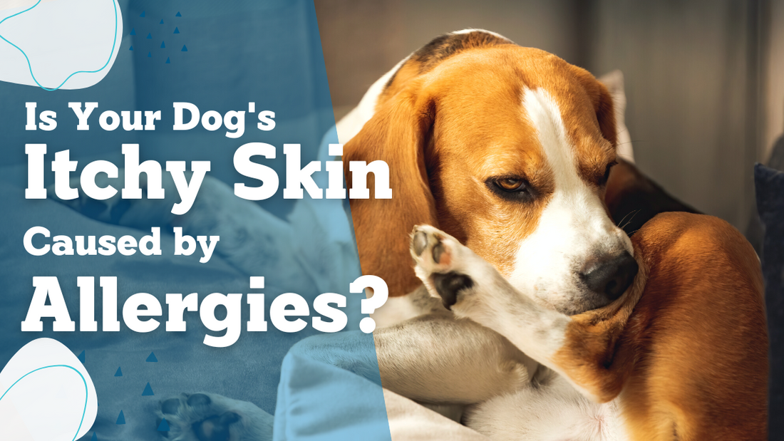 An itchy dog whose problems may be allergies | Nuesta Pets