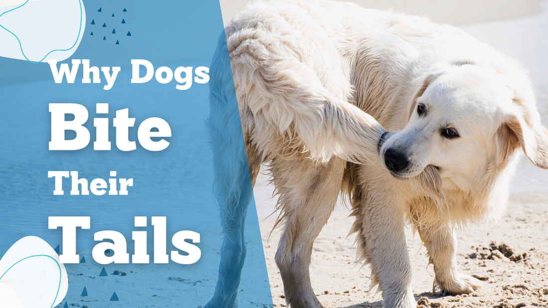 Nuesta pets: Why Do Dogs Bite Their Tails?