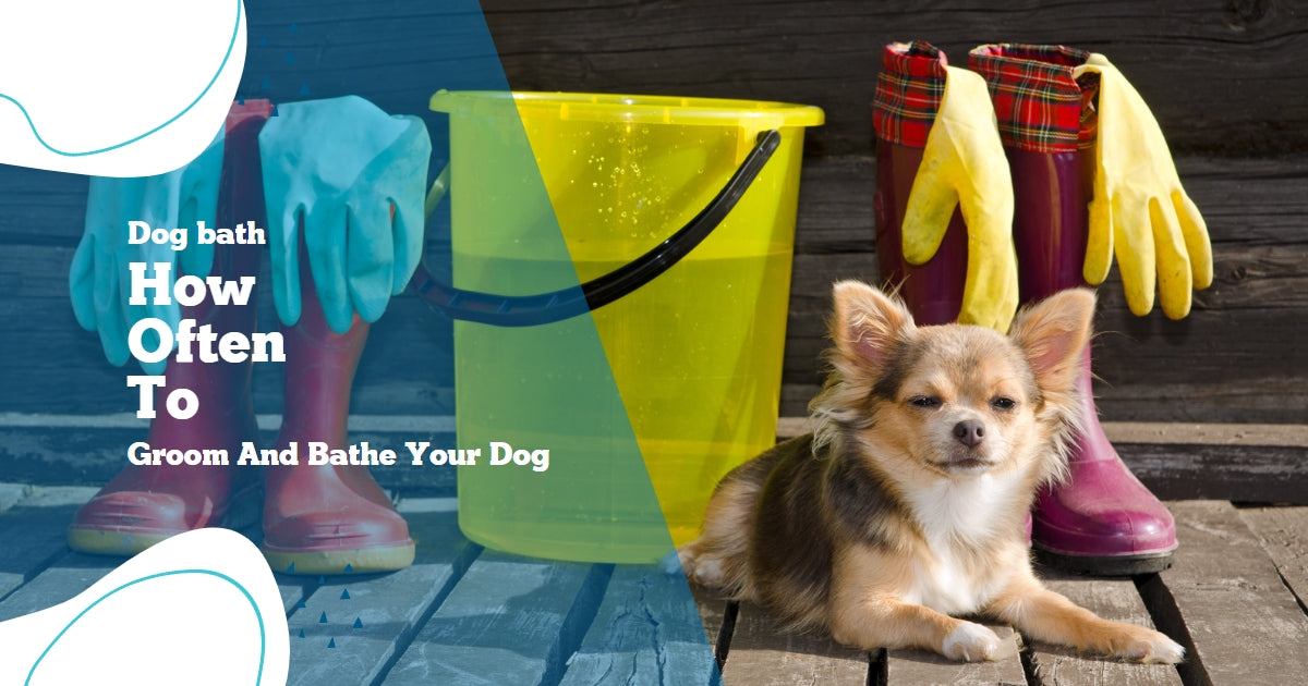 How Often To Give Your Dog A Bath