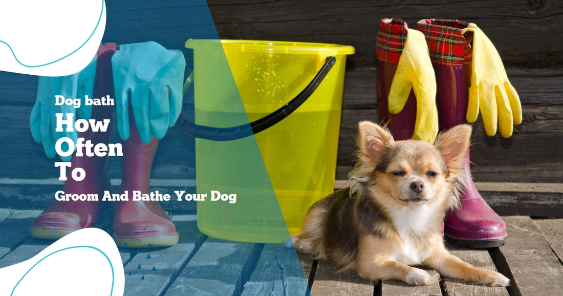 Dog Bath - How Often to Give your Dog a Bath
