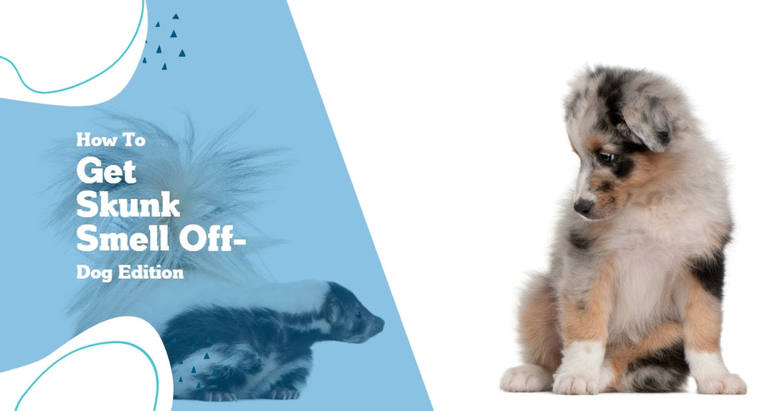 How to Get Skunk Spray Off Dog and Clean Them Properly