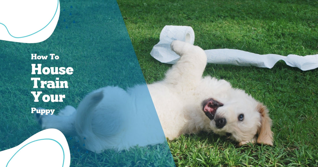 How to house train your puppy