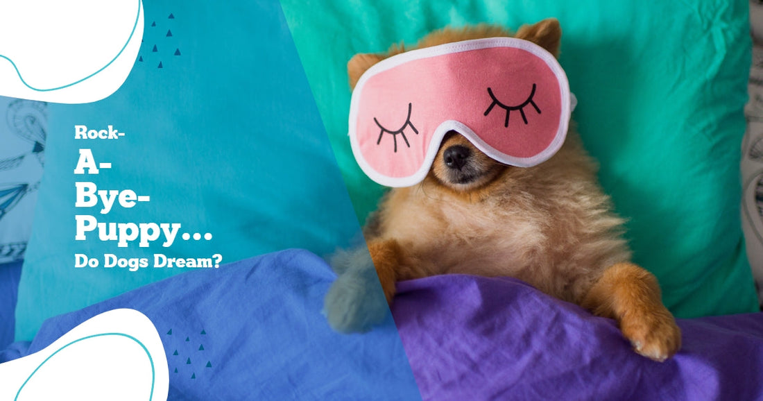 Dreaming Dog - Do Puppies and Dogs have Dreams?