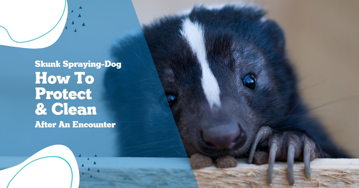 Blue Furry Skunk blue-furry-skunk