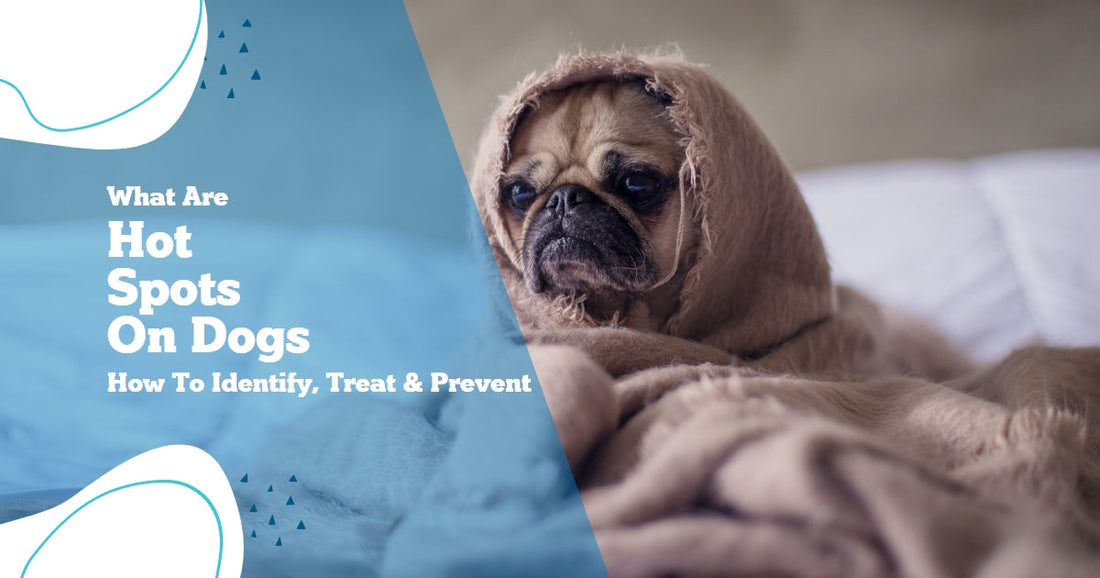 What are Hot Spots on Dogs: How to Identify, Treat & Prevent