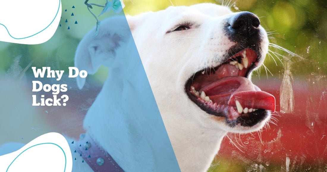 Dog Education - Why Do Dogs Lick?
