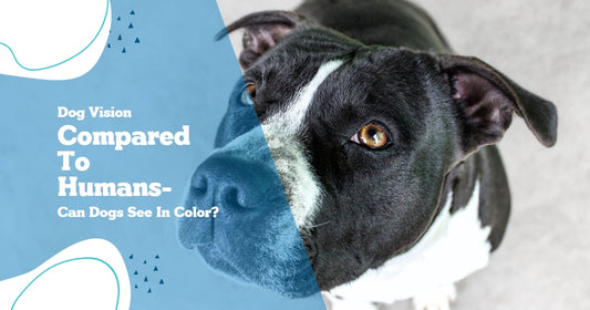 Can Dogs See In Color