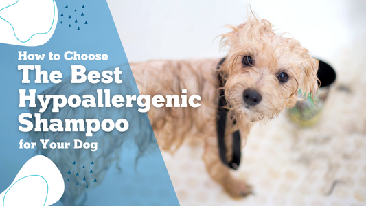 Choose the right hypoallergenic dog shampoo with Nuesta Pets