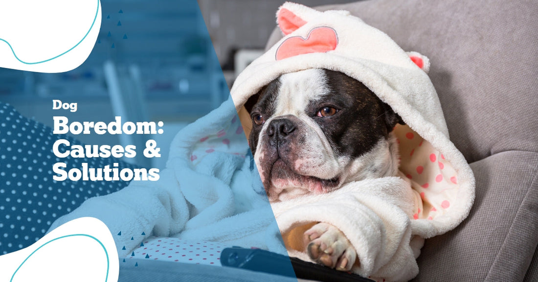 Bored Dogs: Common Symptoms & Solutions for Dog Boredom