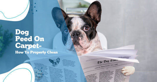 What the best cleaner for dog urine