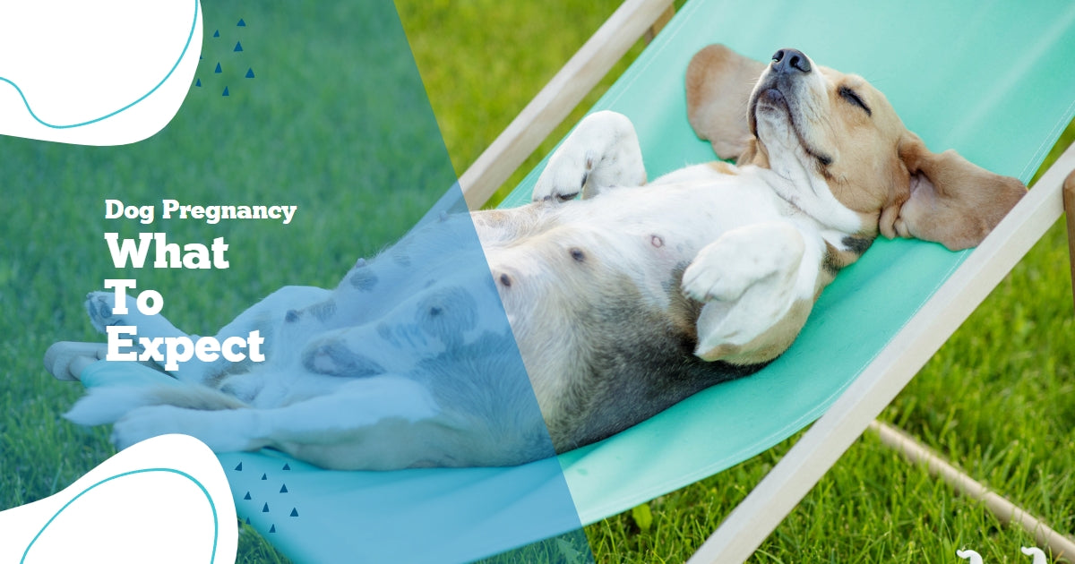 Beautiful view of How Long Do Dogs Stay Pregnant Before Delivery