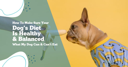 A Healthy and Balanced Dog Diet - What My Dog Can and Can't Eat