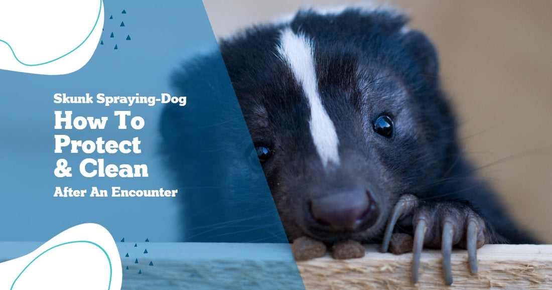 How to Prevent Skunk Spraying Dog and Clean up After an Encounter