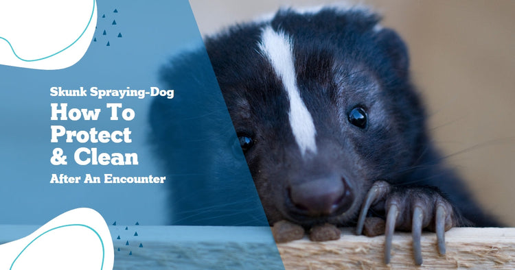How to Prevent Skunk Spraying Dog and Clean up After an Encounter ...
