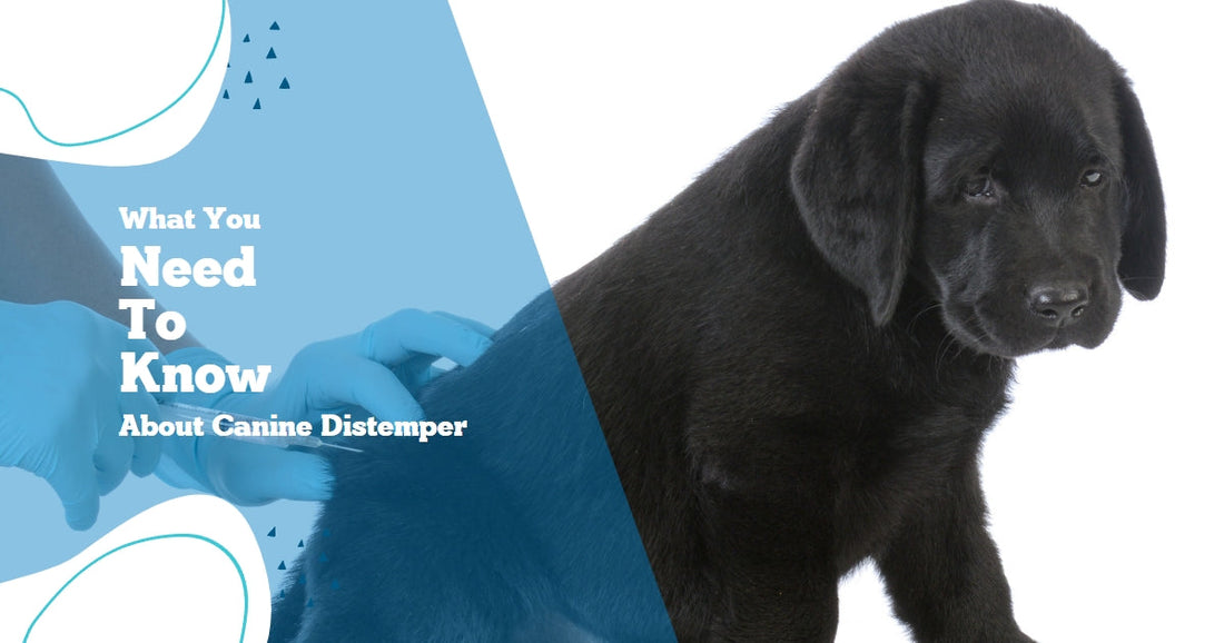 Canine Education: What is Distemper in Dogs